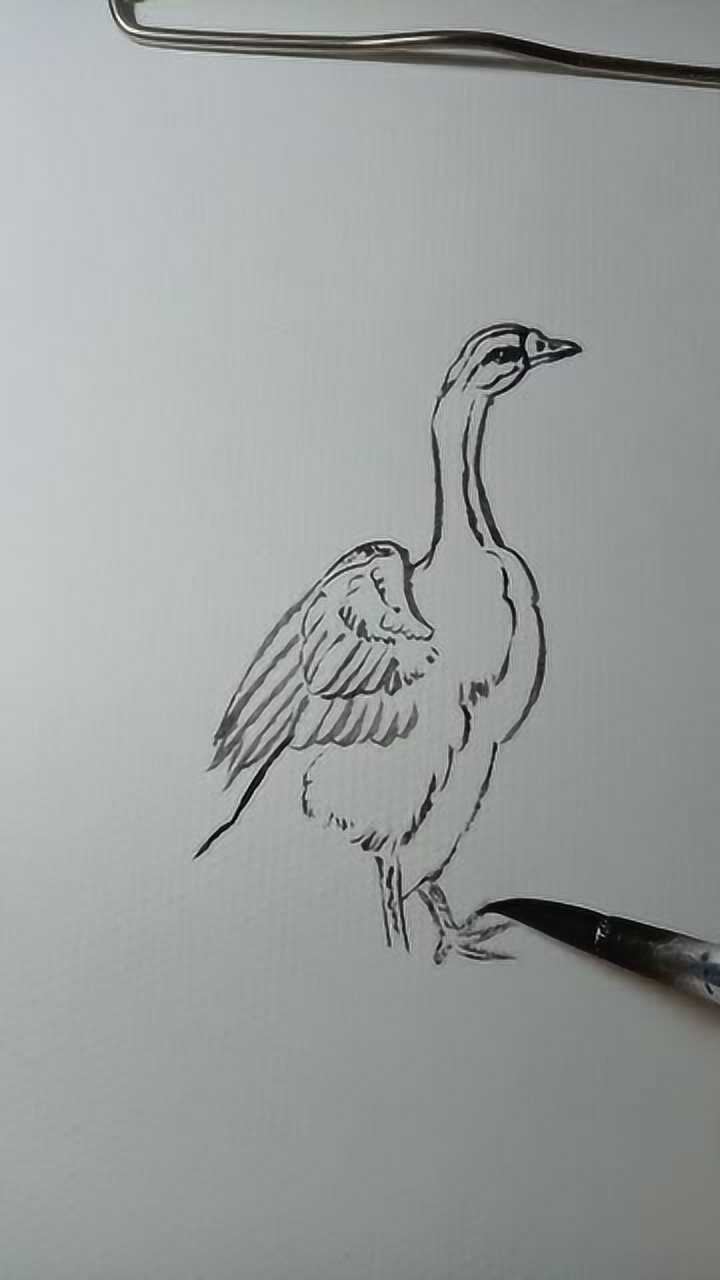 大鹅白描画超简单一学就会画