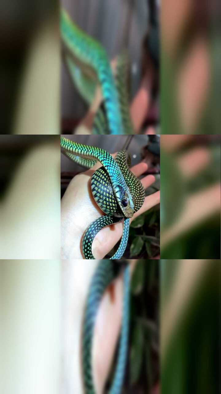 五彩斑斓的蛇一条