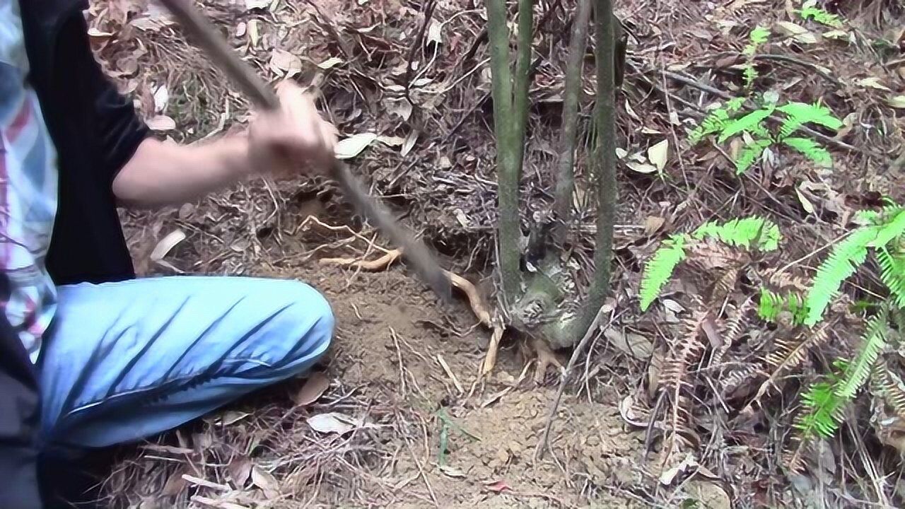 农村山上"点称根",一斤能卖5块钱,你们认识吗?