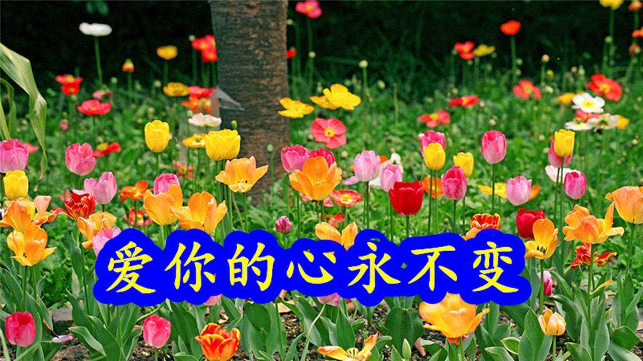 一首《爱你的心永远不变》想你难入眠,梦呓细语唤你一遍遍