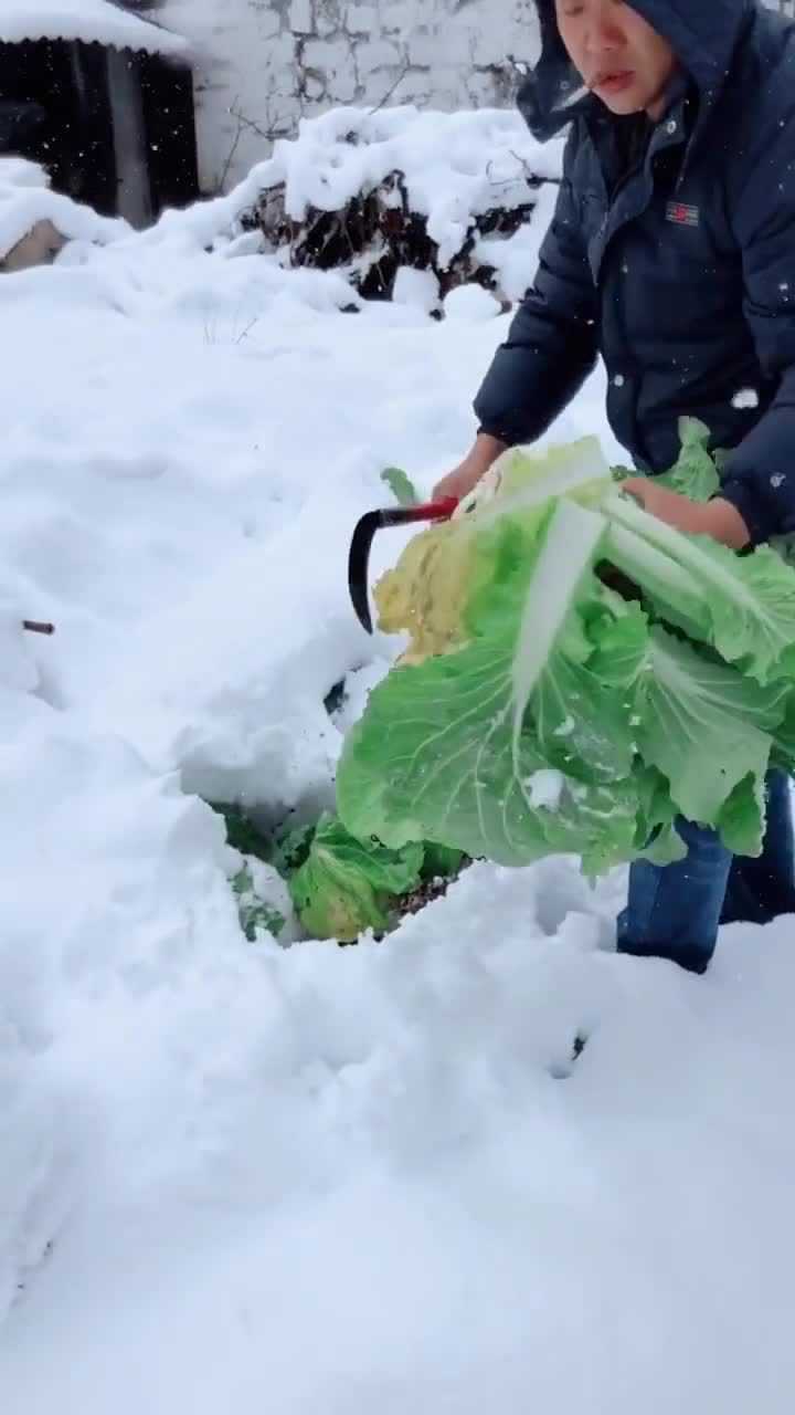 雪地里挖白菜,冻过更好吃.