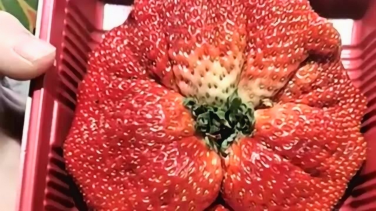 长相奇怪的草莓就像被人一巴掌拍扁了似的这是变异了吗