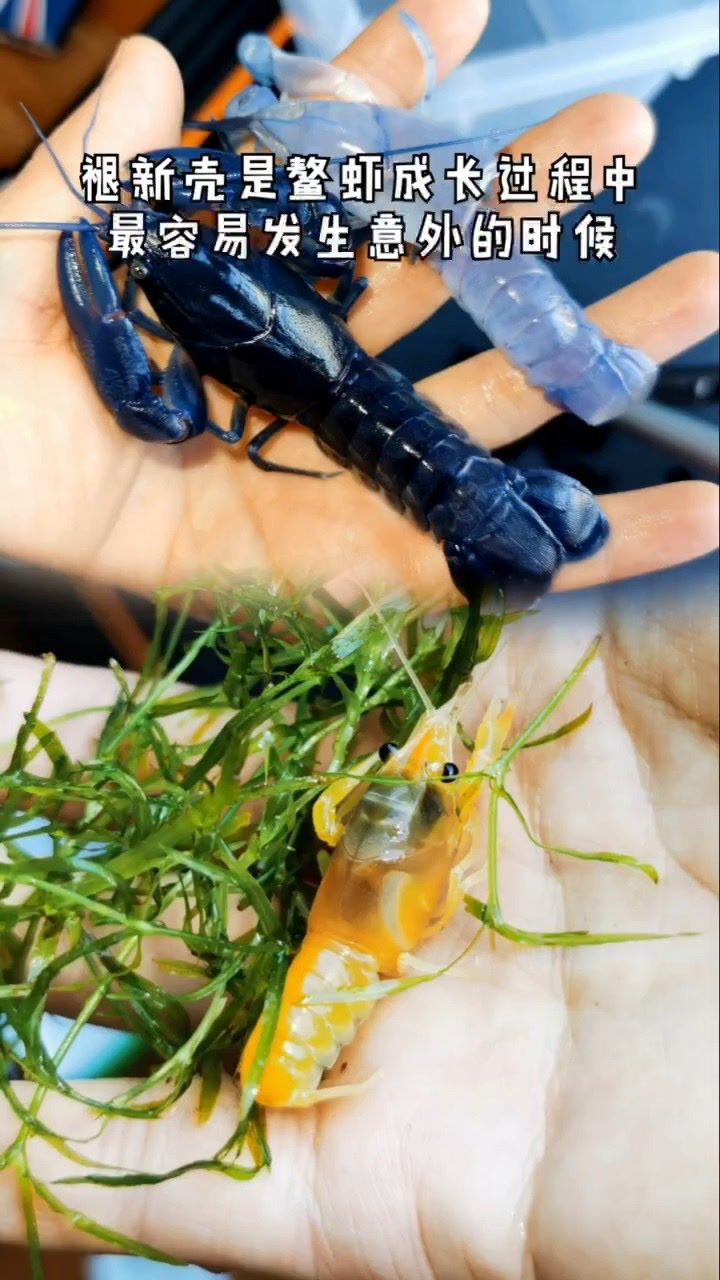 萌宠推荐官水族鳌虾人工天空蓝魔虾这个时候缺点啥