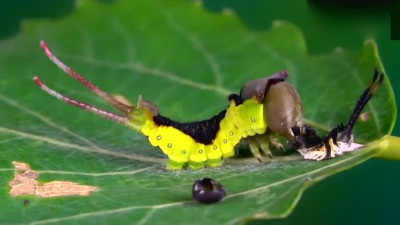 飞蛾的一生要经过卵幼虫蛹成虫四个发育阶段镜头记录全过程