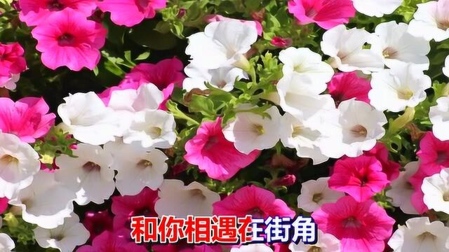 一首情歌《为你祈祷》