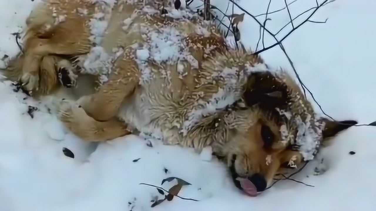 冰天雪地狗子冻得不成样子摸着浑身上下邦邦硬硬是应该脱衣延长寿命吗