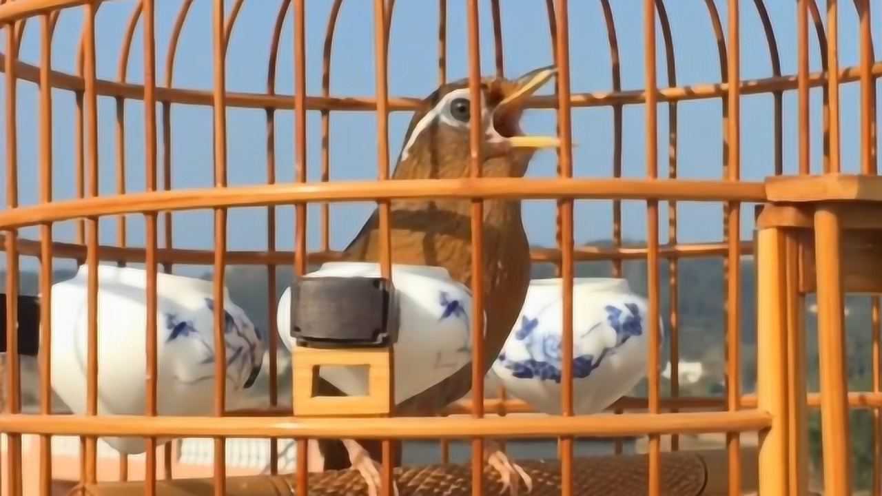 这只母画眉鸟厉害了,鸣声给力旋律悠扬,引得公鸟为之对唱