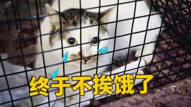 浪猫被困铁笼还不忘埋头猛吃肉:终于不用再挨饿了!真让人心酸