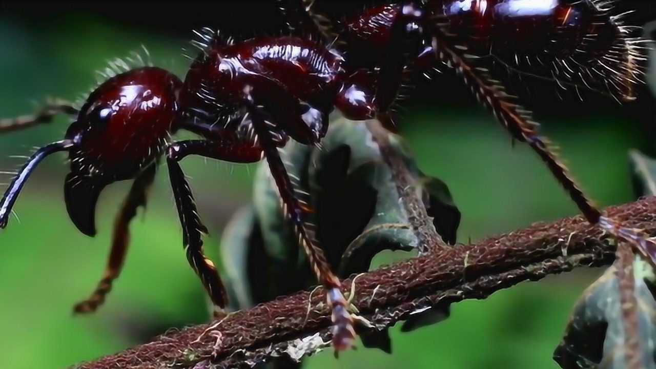 热带雨林的危险生物图片