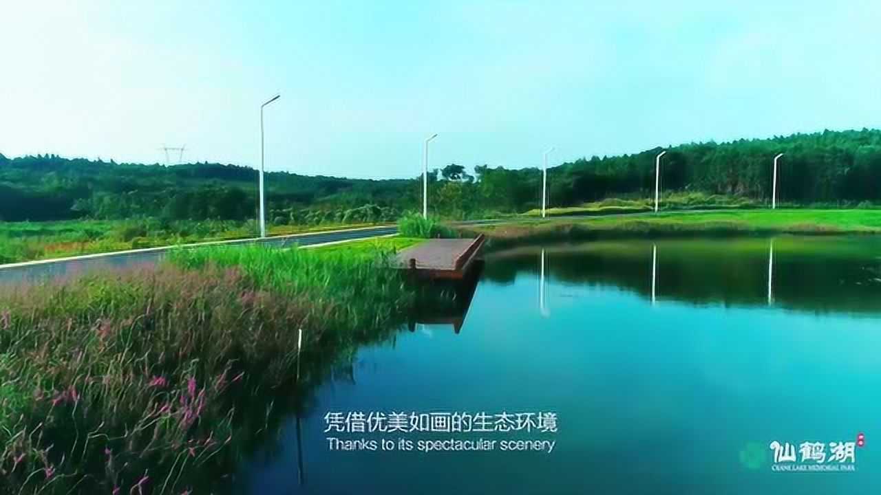 湖北仙鶴湖溼地園實景片