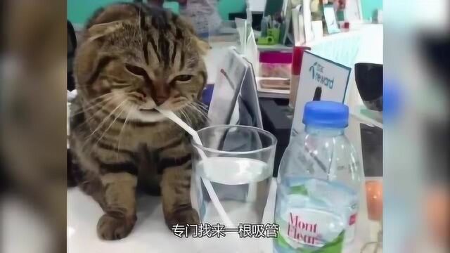 女孩把猫咪带公司,猫咪竟学会用吸管喝水,同事都羡慕了