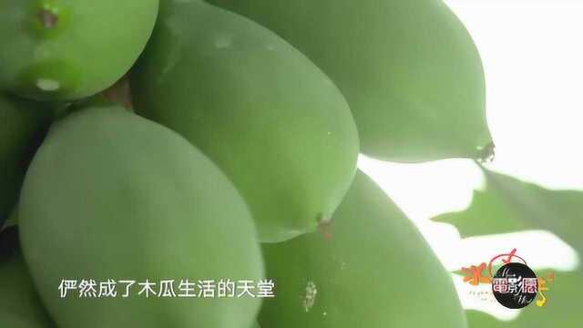 人类对动植物的过度干预是不是对的 值得好好思考的 木瓜生存记