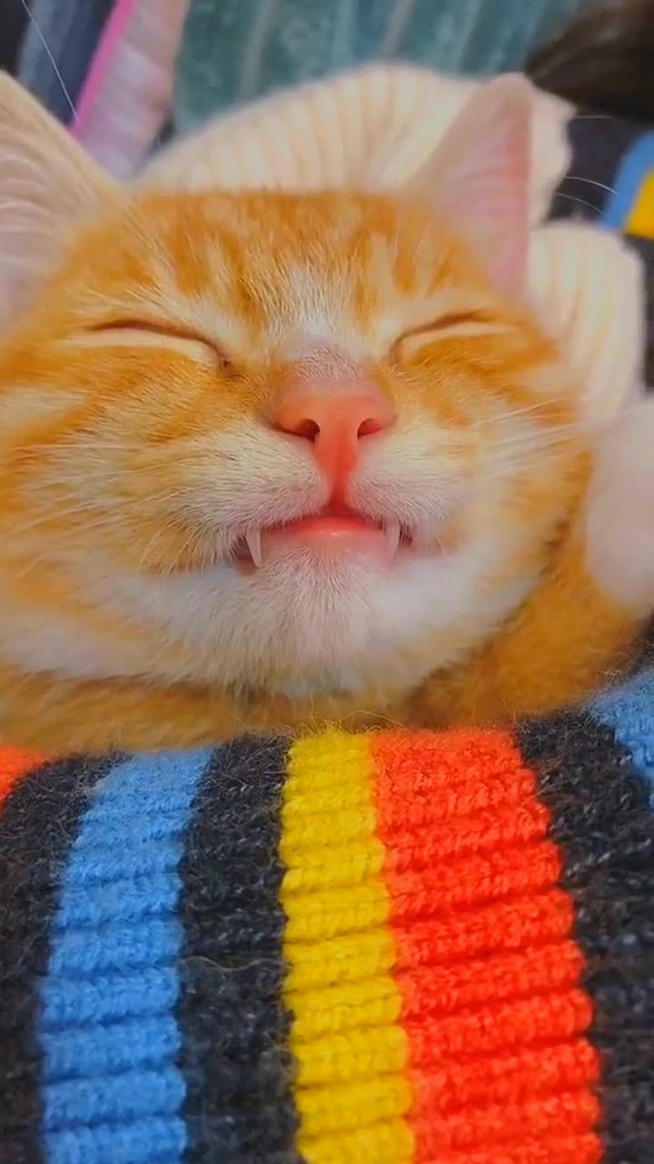 小猫咪居然都长虎牙了