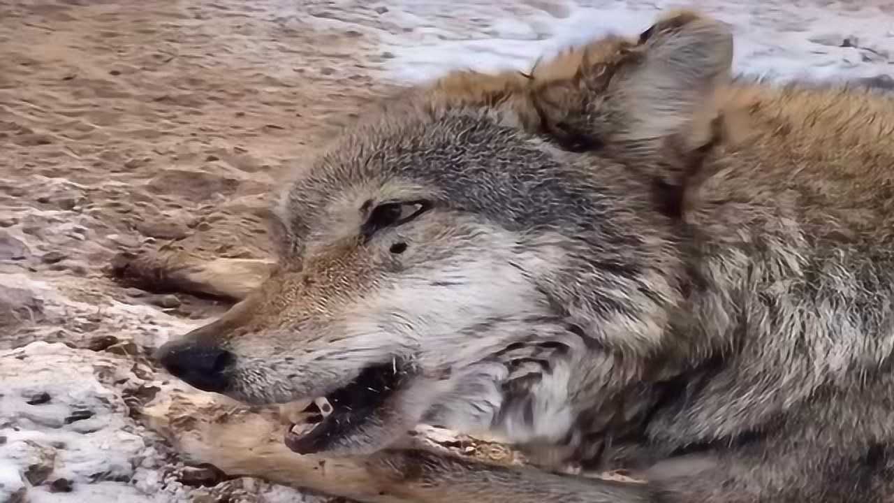 狼吃骨头的样子太豪横听声音太入迷感觉腿都疼