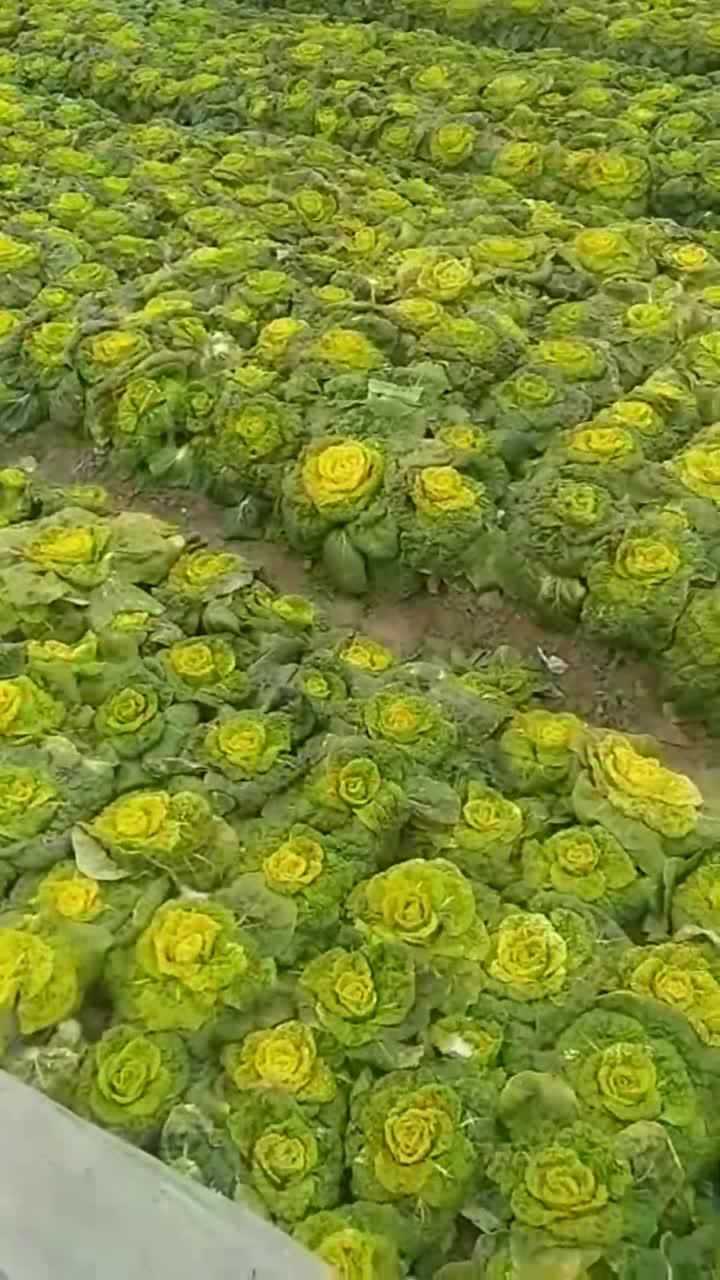 种了8亩的黄心菜长得像玫瑰花一样老板今年估计要赚了