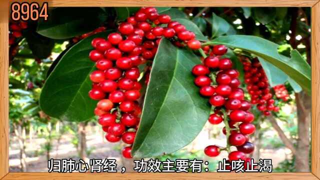 第17集 | 识中华本草之《五味子》