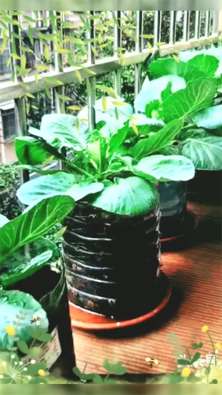 废弃的空油桶种菜,既环保又美观,看完真长见识了!