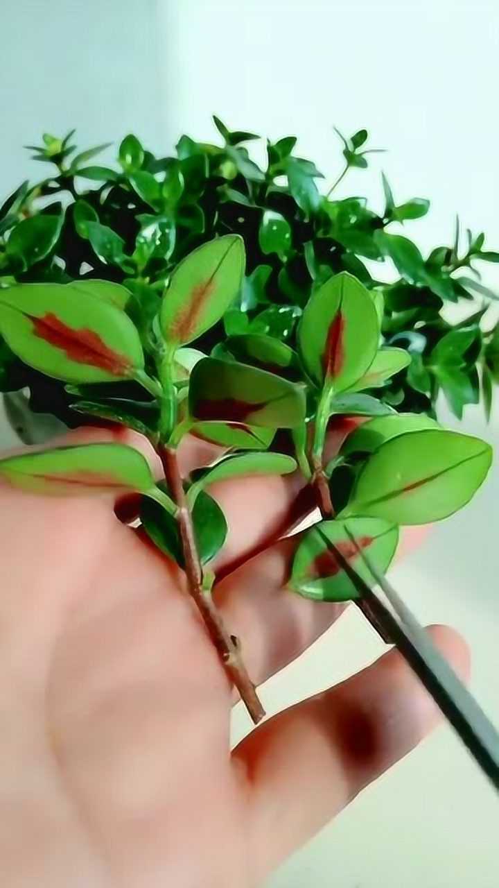 教你扦插金鱼吊兰百分百成活
