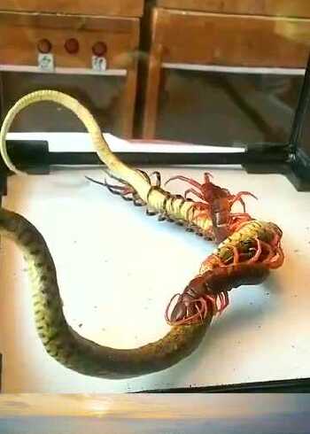 蛇大战蜈蚣,你们觉得谁会赢呢_腾讯视频