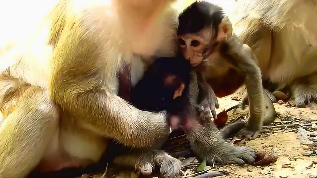 刚出生的婴儿小猴子可爱