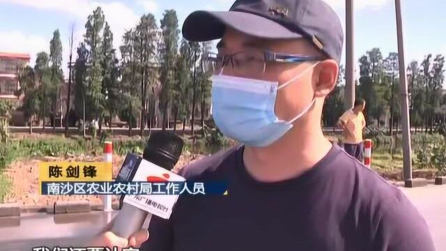 佛山:河里再现大鱼 疑似中华白海豚