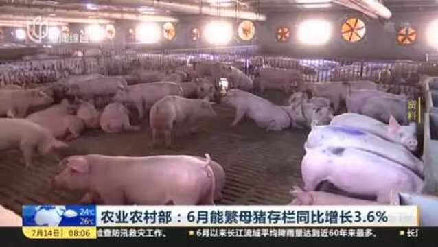 农业农村部:6月能繁母猪存栏同比增长3.6%