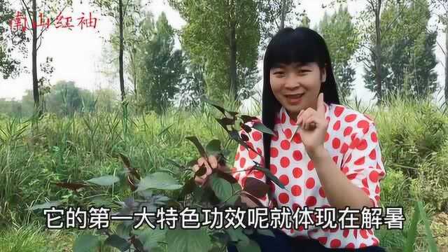 紫苏被称为“消暑神仙草”,对人有4大好处,夏天用它正当时