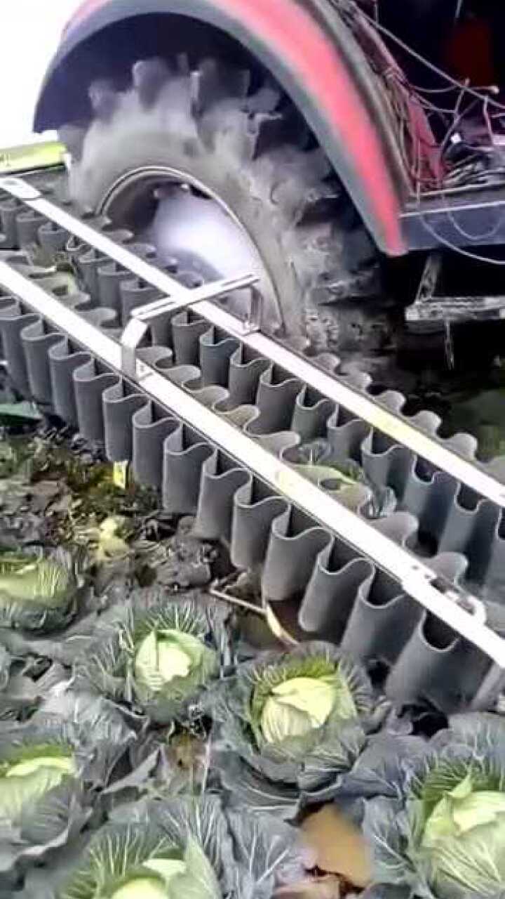 农用的自动收菜机地里种的包菜直接一次就能收完