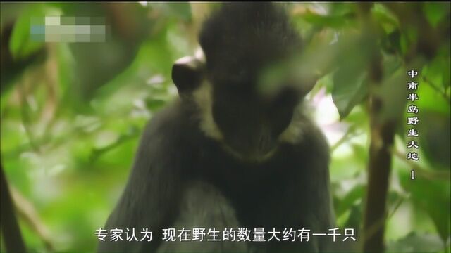 Discovery:曾经消失的物种,重现世间的叶猴