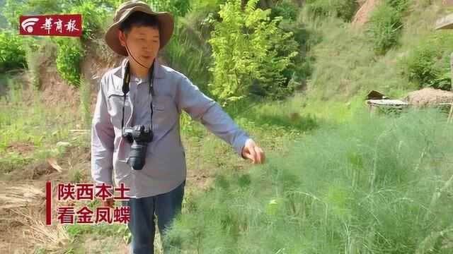 看金凤蝶幼虫进食 估计你的饭量会增加