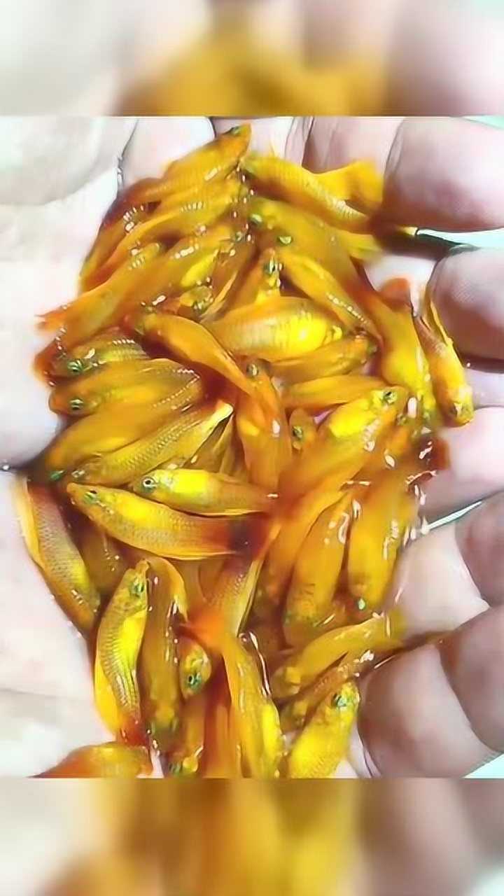 达人分享这观赏鱼很漂亮是一款胎生的金牡丹入缸效果惊艳