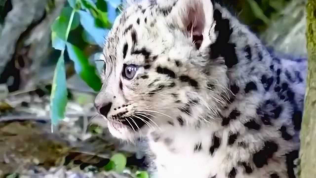 非常珍稀而濒危的雪山精灵幼年小雪豹,像极了小猫咪,叫声简直太萌了!