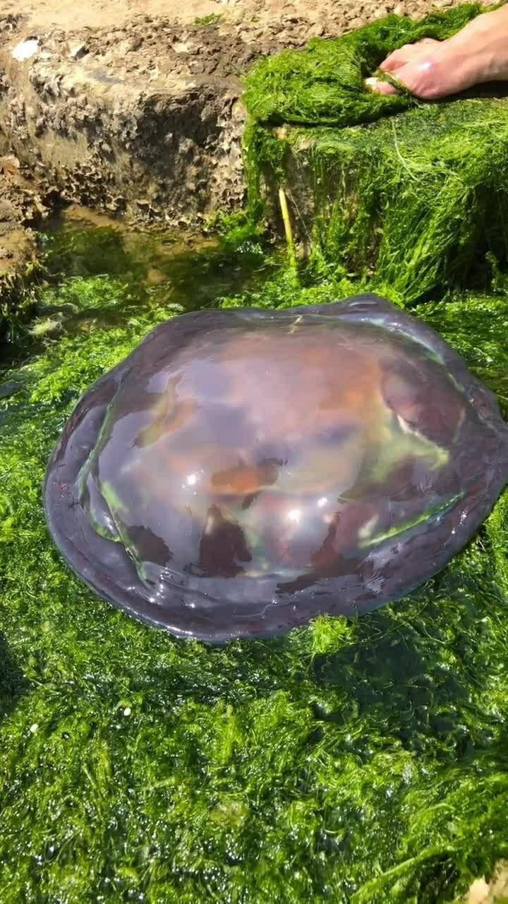 海蜇最好吃的就是这个海蜇脑,美味极了