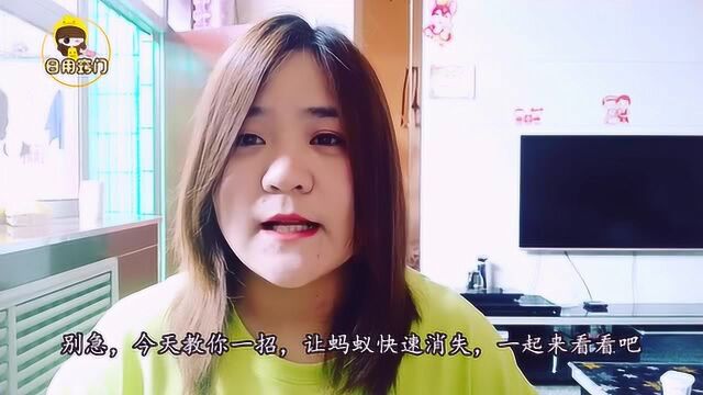 蚂蚁别再用开水烫了,1个土方法,快速消失,再也不敢来