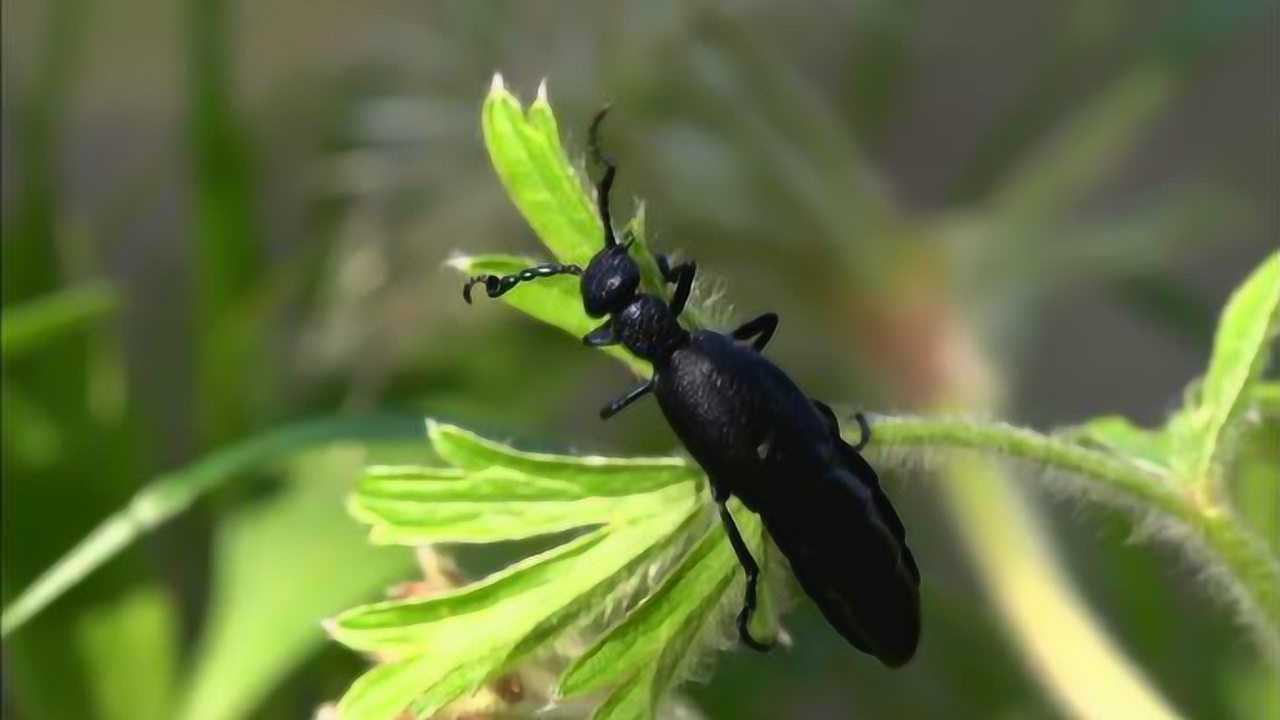 油芫菁胃口极好,即使有毒的植物也会吃,毒素成了保护自己的手段