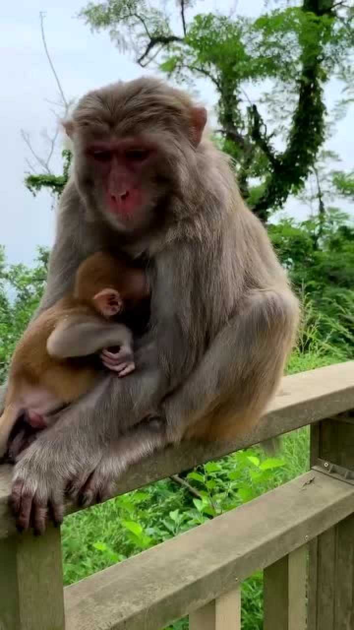 爬山偶遇小猴子,一头扎进妈妈的怀抱,太可爱了吧!