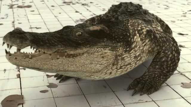 9分钟看完泰国惊悚片鳄口逃生紧张刺激的绝境求生