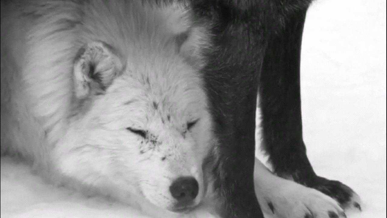 加拿大一只白色森林狼在王位争夺战中受伤受到了狼群中最小的黑狼的