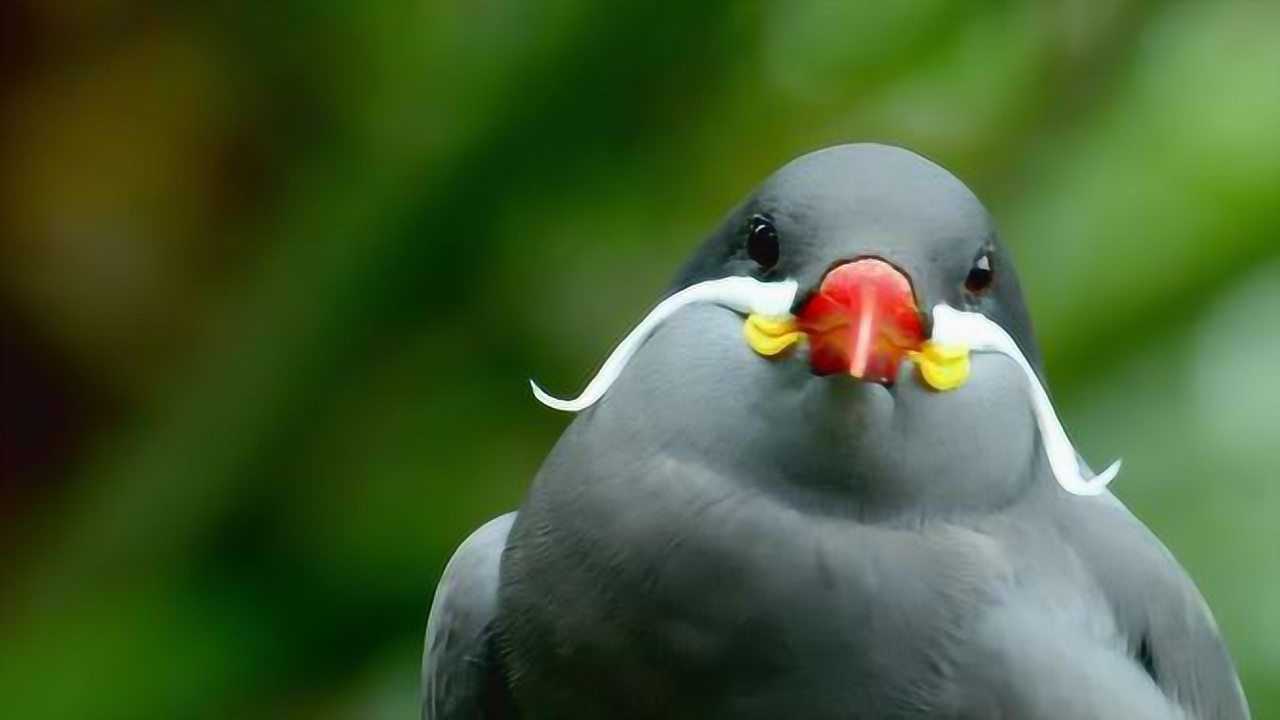 这种长相奇特的鸟以两撇小胡子闻名,外表看起来像一个骄傲的绅士