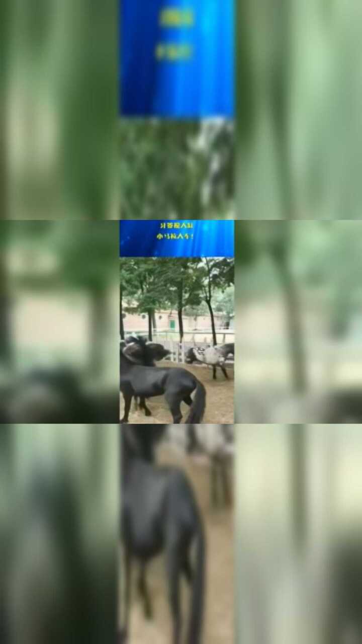 牙签搅大缸，小马拉大车！_高清