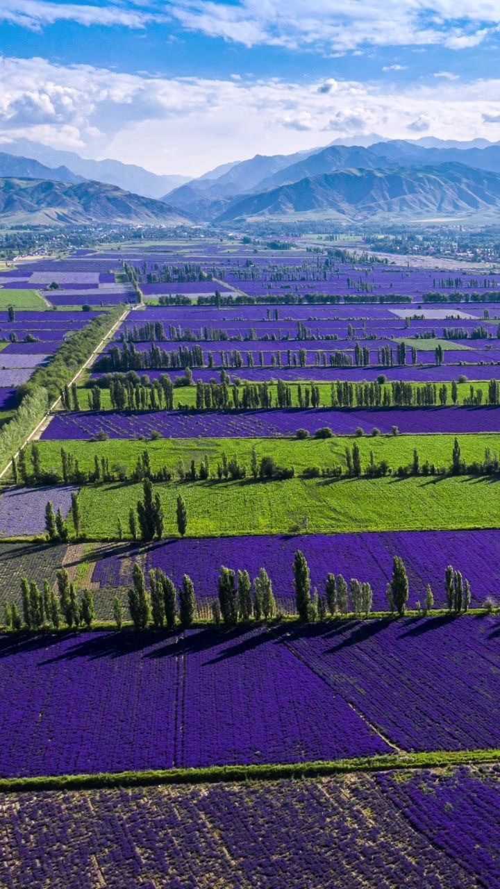 中国的普罗旺斯新疆伊犁霍城县