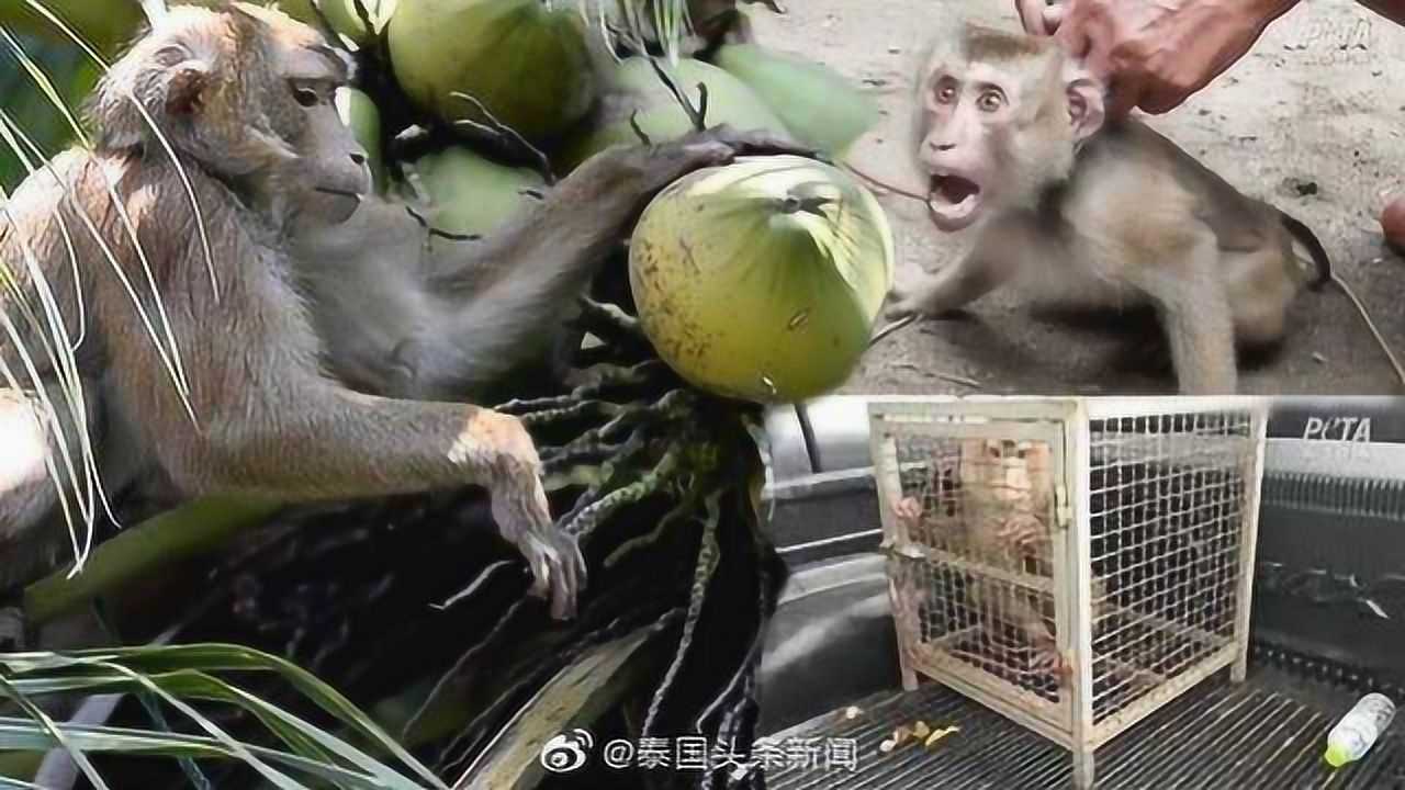 残忍泰国农民训练猴子奴隶摘椰子牙齿都被拔掉