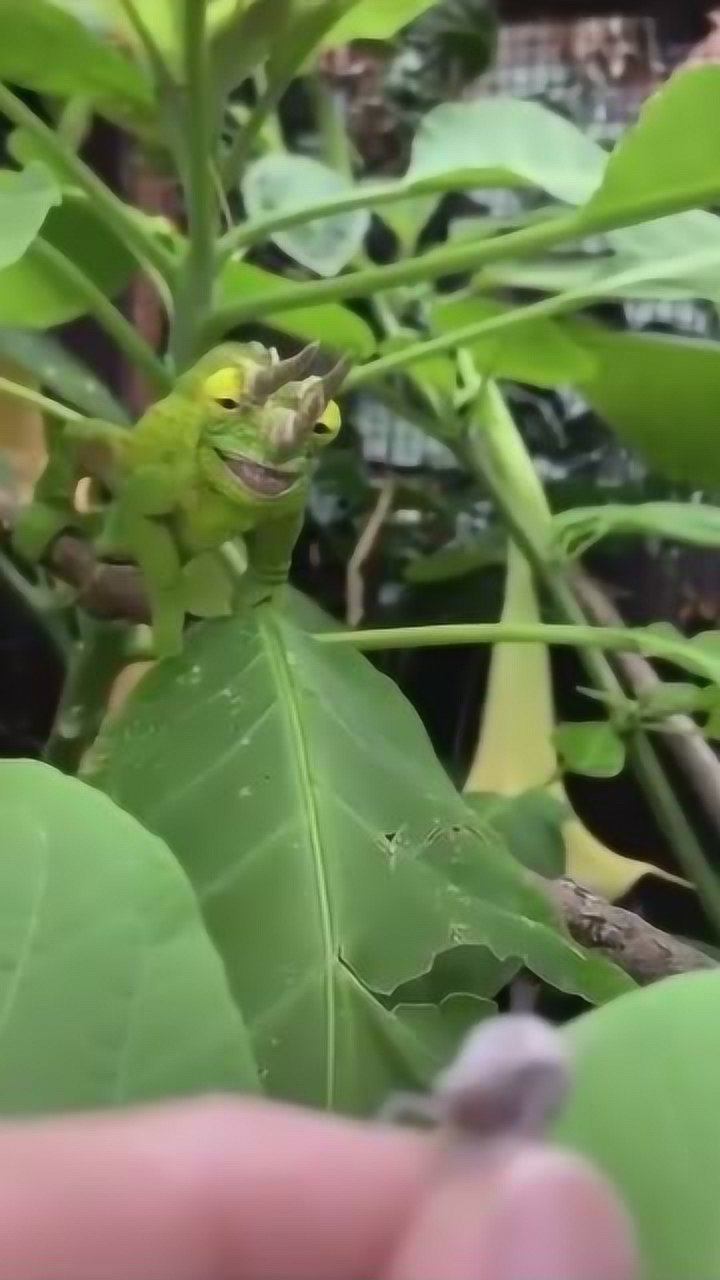 公园惊现三角兽,变色龙的外形,三根犀牛一样的角!