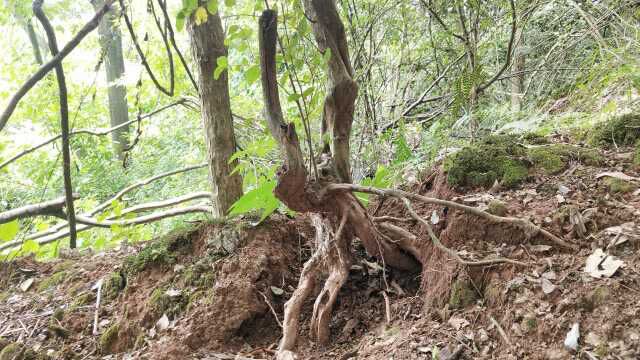 这种白花继木才是盆景好素材,不用盘扎就自然成型,还能提根