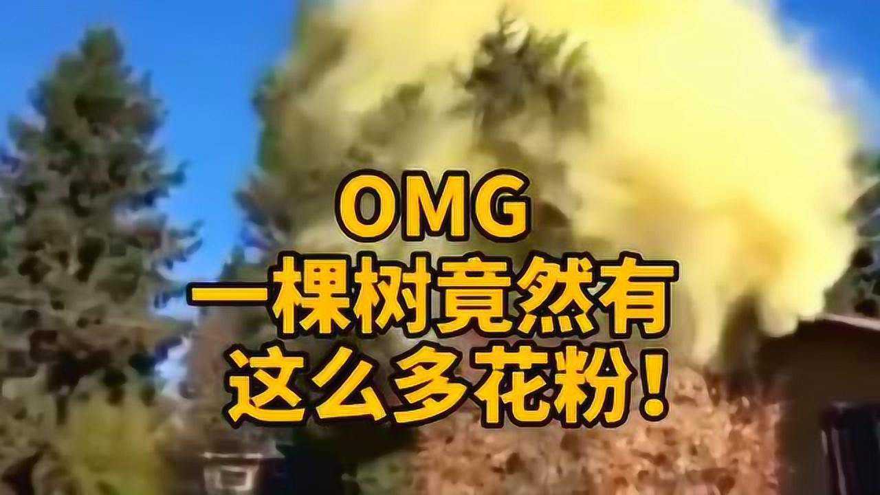 一棵树竟然有这么多花粉北京进入柏树花粉过敏季出门更要戴好口罩了