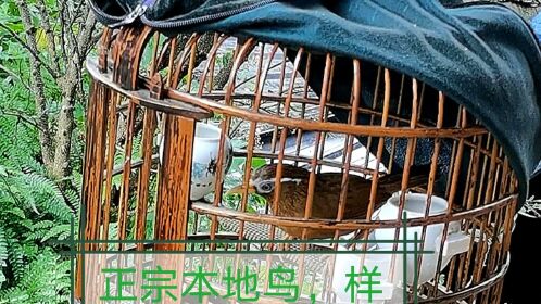 贵州大山本地鸟,大头,青毛青眼样子凶恶,未来的战将