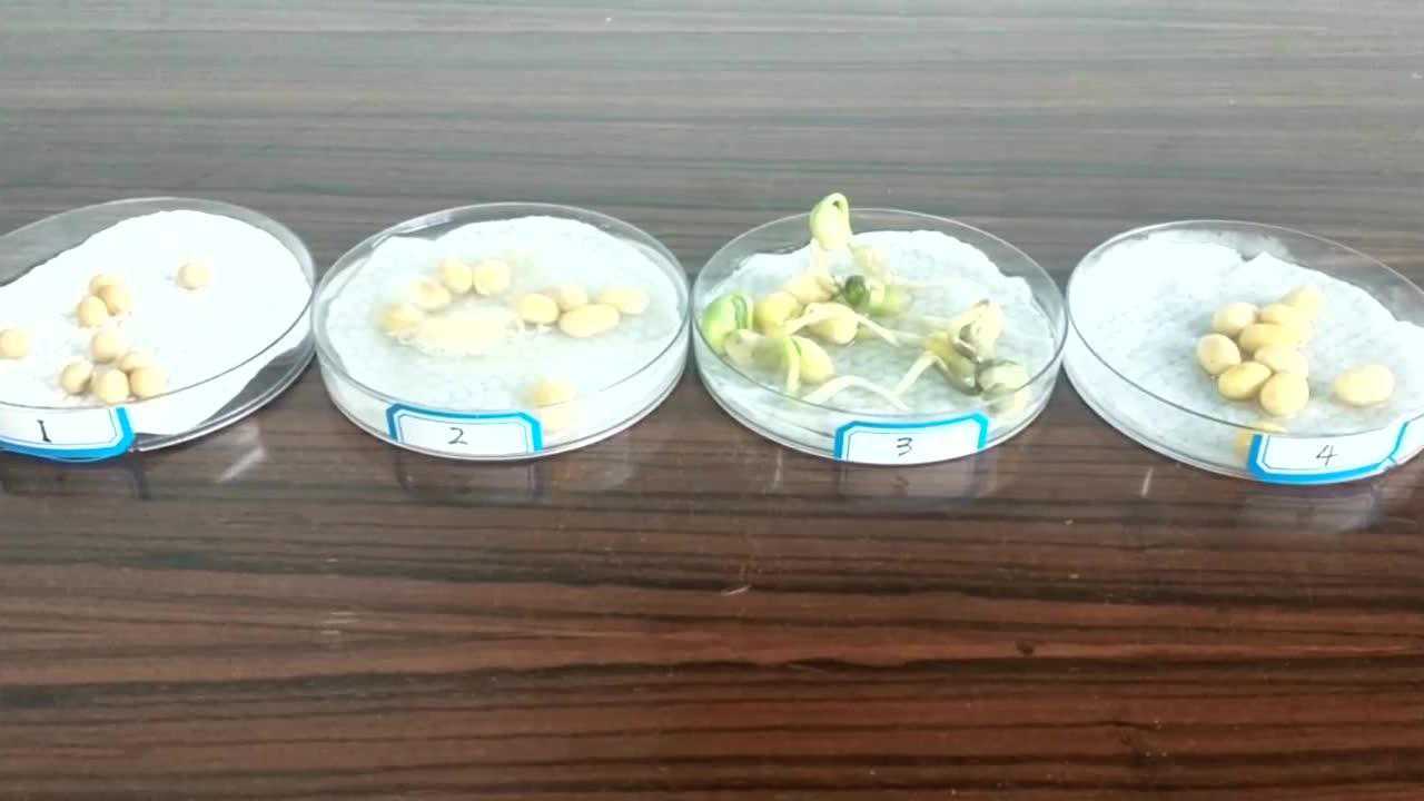 种子萌发的过程(实验)