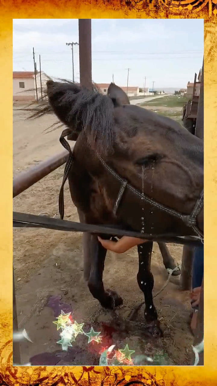 马一直流泪这是生病了吗好心疼