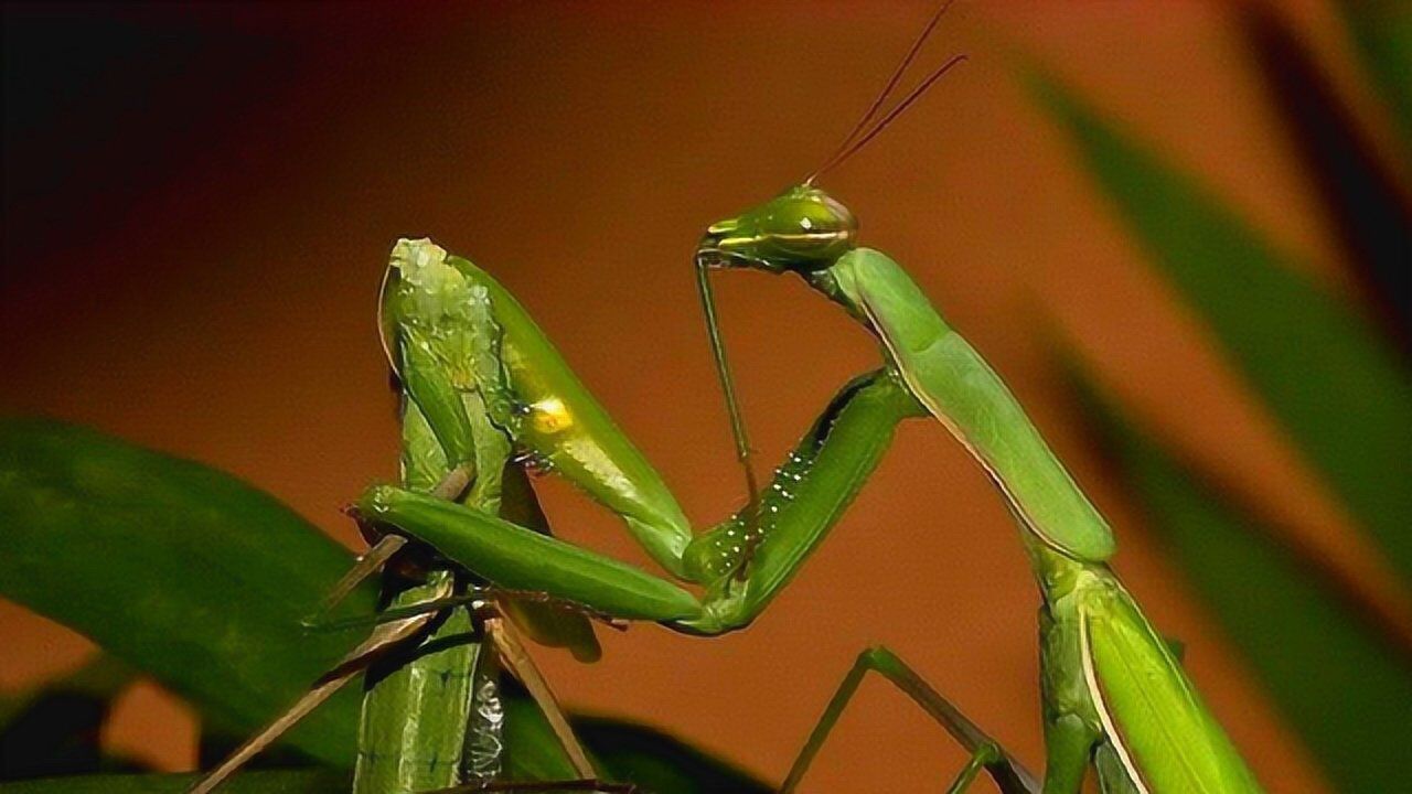 母螳螂吃公螳螂时,公螳螂为啥不跑?其实根本就跑不掉