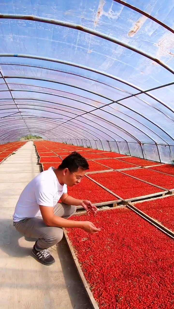 枸杞就晾晒在这种无尘大棚里,今年的枸杞非常的赞